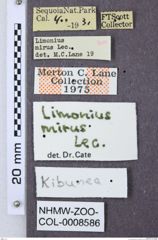 Etiketten zu Gambrinus mirus (NHMW-ZOO-COL-0008586)